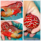 Kamfa Flowerhorn - 64